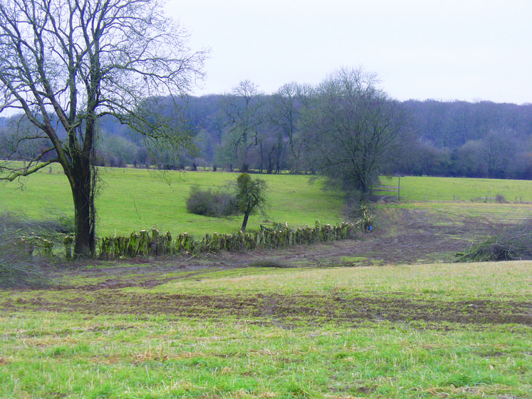 Dans un contexte énergétique difficile, en raison notamment d’une hausse incessante du prix des énergies fossiles, le bois-énergie constitue un potentiel de débouchés des plus intéressants pour le bois bocager.  Il intéresse donc agriculteurs et collectivités. Il sera longuement abordé lors du Comice avec la Cuma Haie’nergie et l’association Eden. 