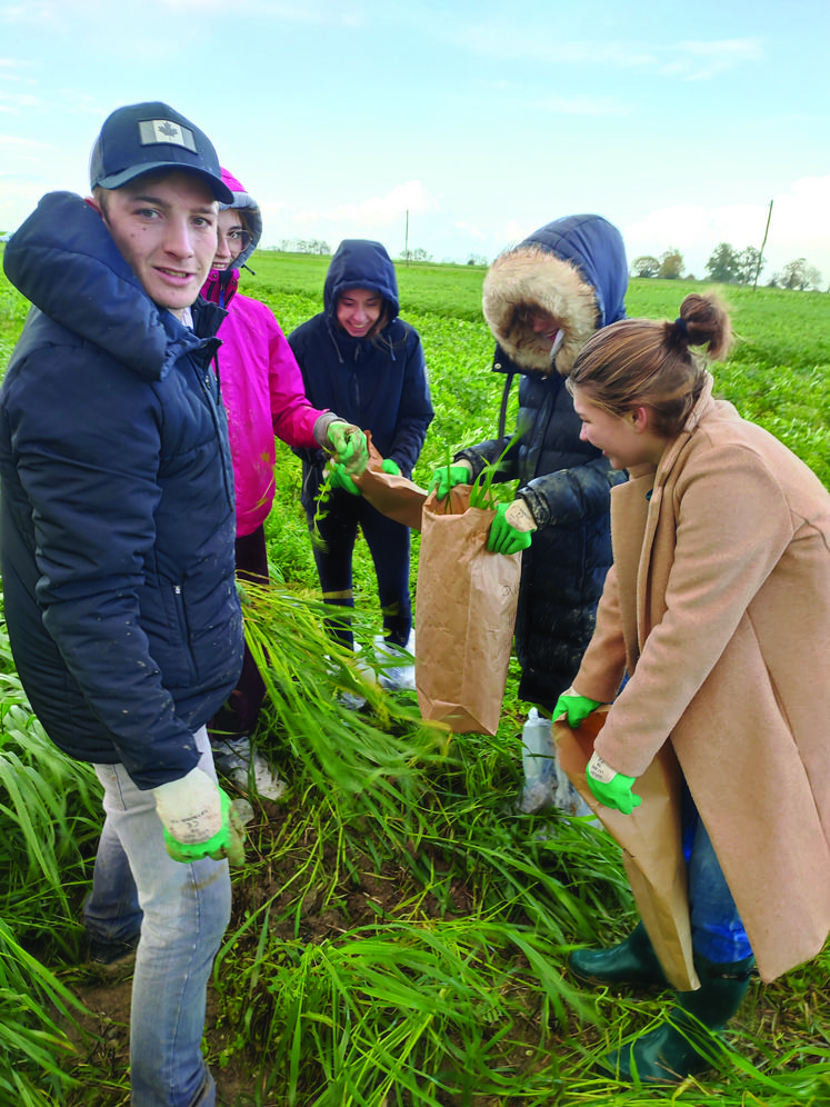 Prélèvement de couverts végétaux par les étudiants BTS ACSE de la MFR de Granville pour détermination de la biomasse.