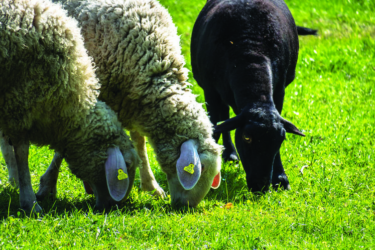 La hausse des prix des ovins et du lait permettrait de compenser les coûts intrants si ces derniers revenaient très vite à leur niveau du début de l’année. Sinon, les éleveurs d’ovins subiront de lourdes pertes. 