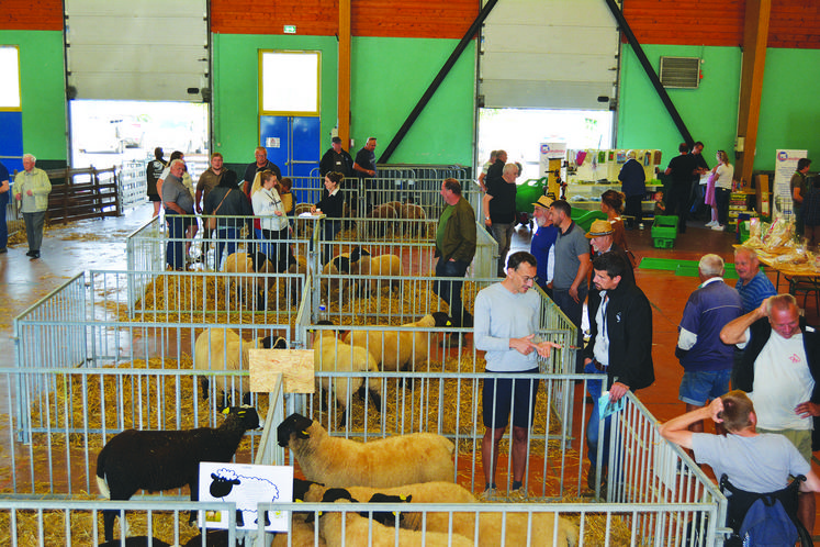 Expo-vente de reproducteurs de différentes races ovines