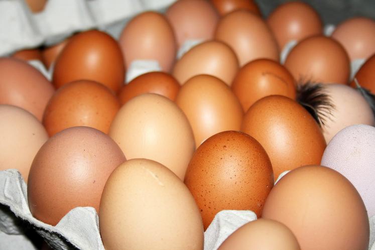 Producteurs d'œufs