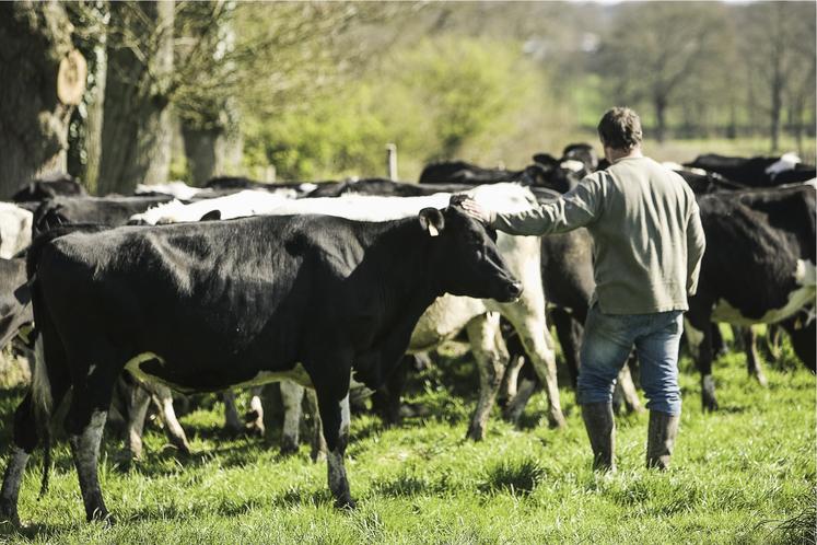élevage de vaches de race Prim'Holstein