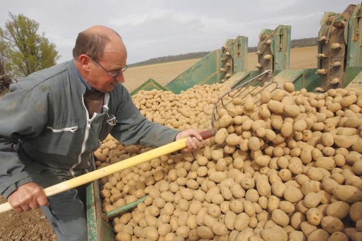 Pomme de terre : un rebond des prix demandé pour 2022-2023