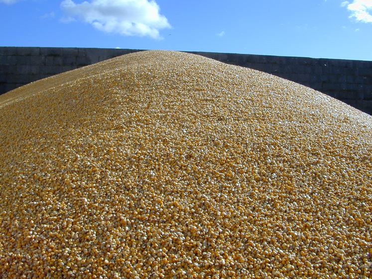 Transport de maïs grain