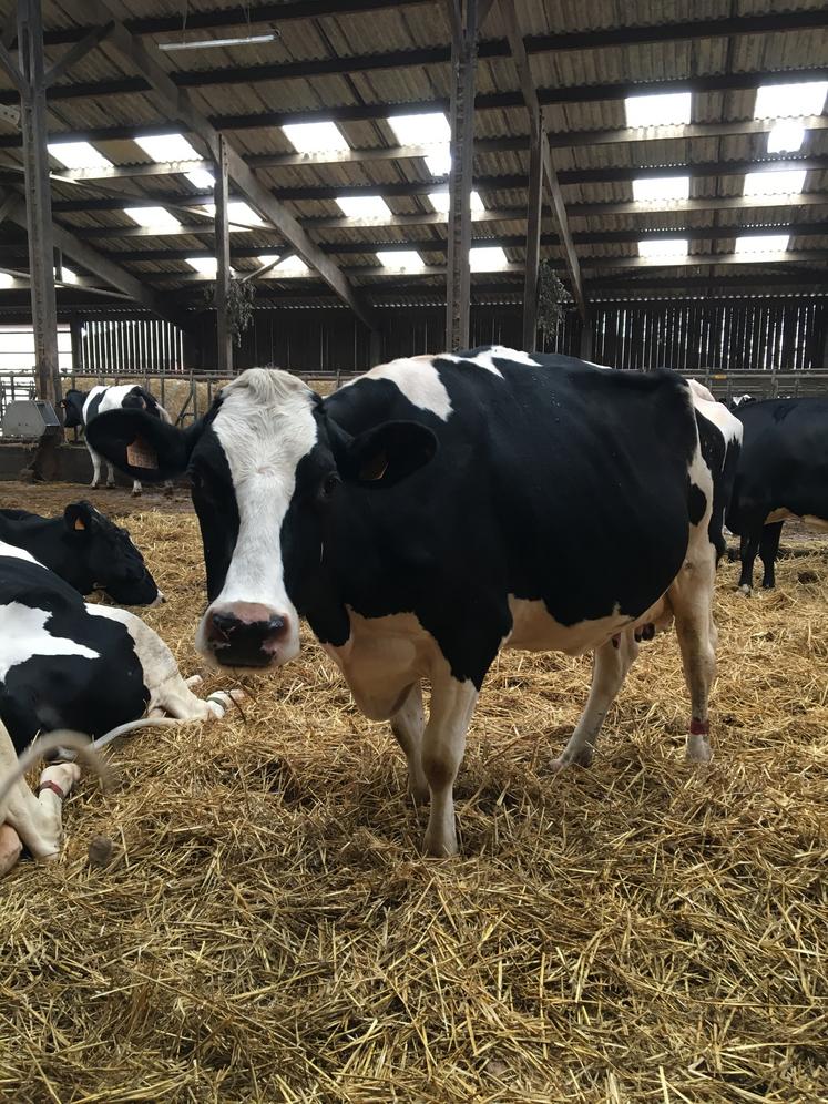 Vache laitière Prim'Holstein