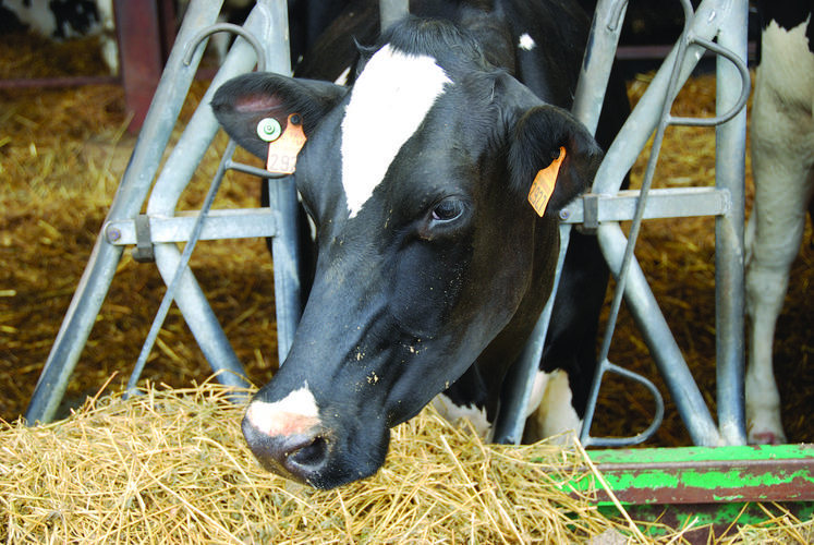 Une intervention technique réunissant agriculteurs et éleveurs sur le thème de l’autonomie fourragère a eu lieu à Chailly-en-Brie (Seine-et-Marne), un sujet prégnant avec la hausse du coût des matières premières et la succession de sécheresses.