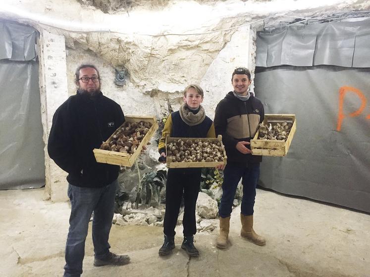 Champignons issus de l’agriculture biologique en cave et de manière traditionnelle en Normandie