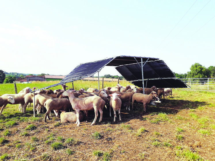 abris mobiles pour ovins