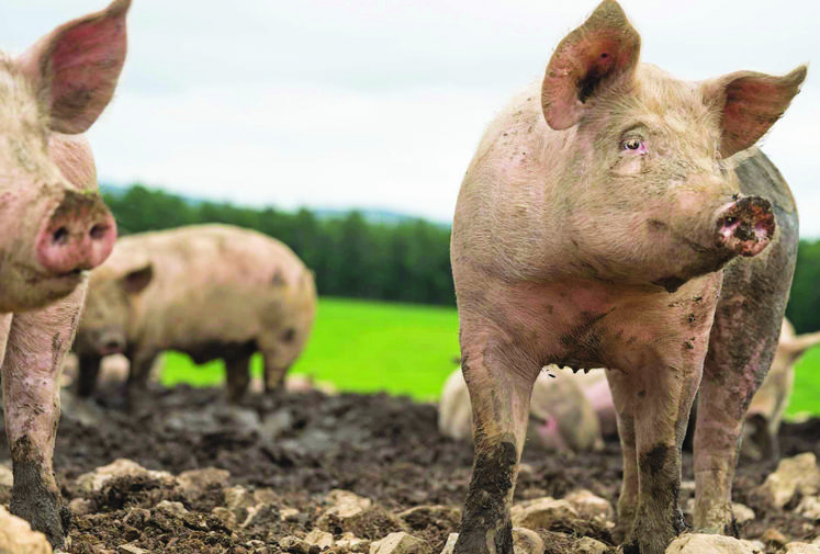 La lutte contre l'accumulation des normes et leur surtransposition par la France est clairement la priorité de la filière porcine.
