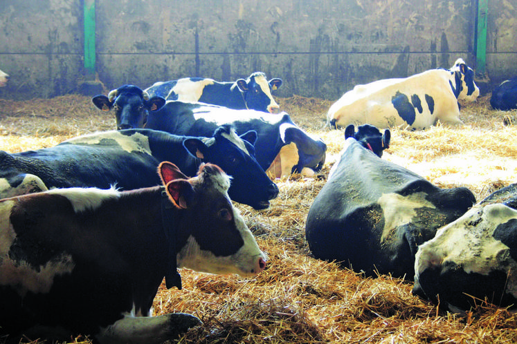 La production laitière, quoique présente partout en Normandie, est davantage positionnée à l'ouest.