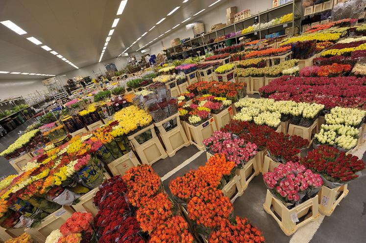 Environ 90 % des fleurs viennent d’Hollande, 5 % de l’équateur et le reste de la France.
