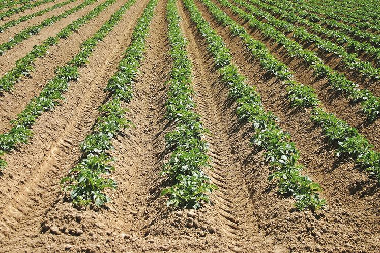 Le système de micro-irrigation de la société Eaux vives sera installé sur les 30 hectares  de pommes de terre de Julien Pichot.