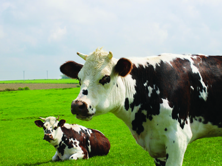 La Région accompagnera les éleveurs avec une aide forfaitaire à la vache ou génisse à hauteur de 200 euros/an, avec un engagement minimum d'augmenter le troupeau allaitant de 20 animaux. La Région souhaite aussi favoriser l'engraissement des veaux mâles issus du cheptel laitier. 