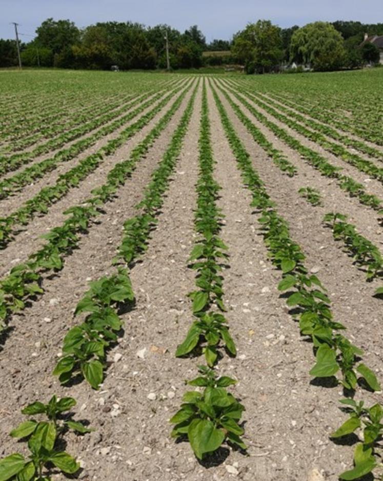 Semis de tournesol.