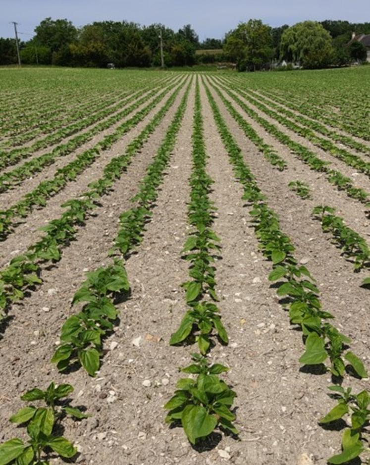 Semis de tournesol.