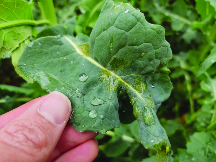 La cylindrosporiose sur une feuille de colza.