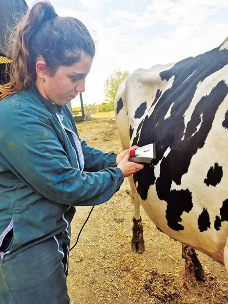 La tonte de Rumba à quelques jours du concours.