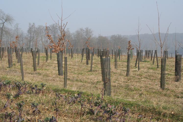 Jeunes plantations sur parcelle agricole.