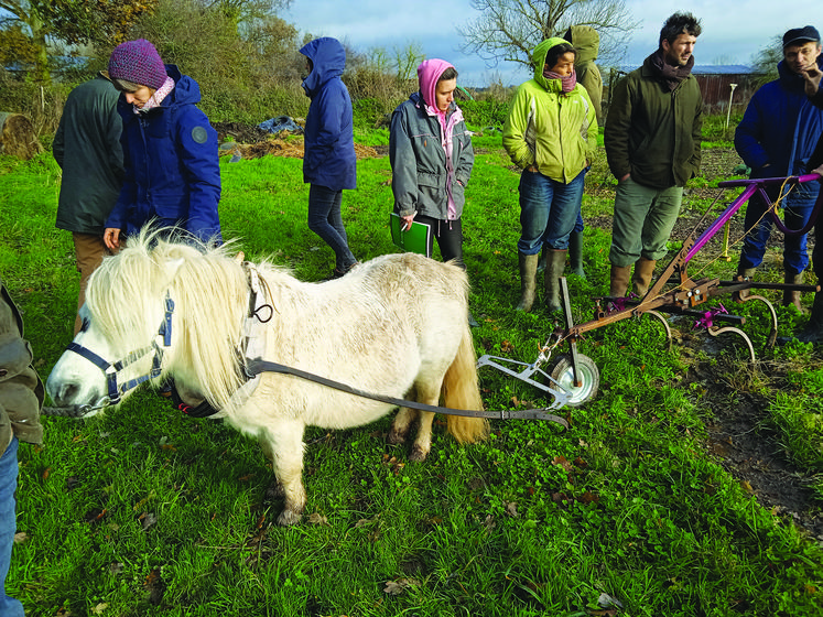 Vicking, le poney shetland de la ferme des 3 vergers.