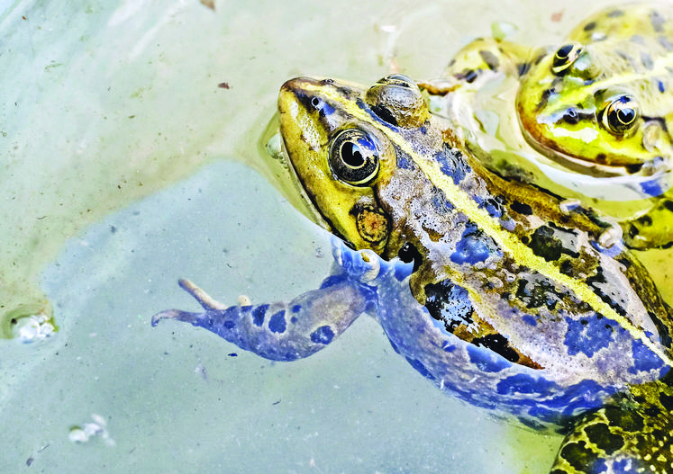 Les Français consoment chaque année 8 000 tonnes de grenouilles, soit 60 g par personne et par an.