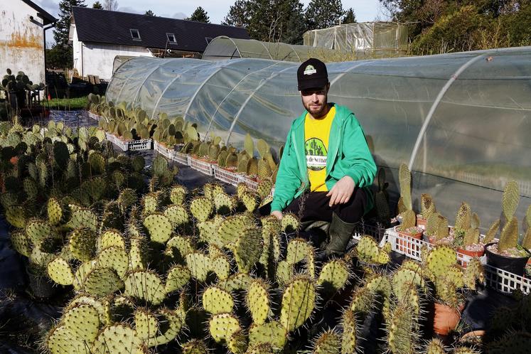 Les Cactus de Normandie sont issus de bouturages et de semis.