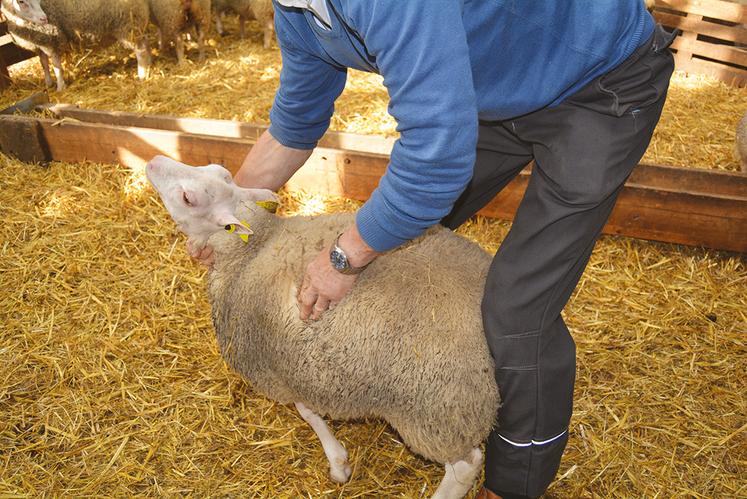 Philippe Deffaux évalue l’état d’engraissement de ses ovins avant le tri des animaux qui partiront à l’abattoir.