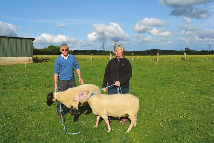 Philippe et Jocelyne Deffaux vont participer pour la première fois au concours ovins de Forges avec deux béliers de 90 à 100 kg. À gauche, la race suffolk ; à droite, la race charmoise très peu connue dans le département, reconnaissable à sa tête rosée.