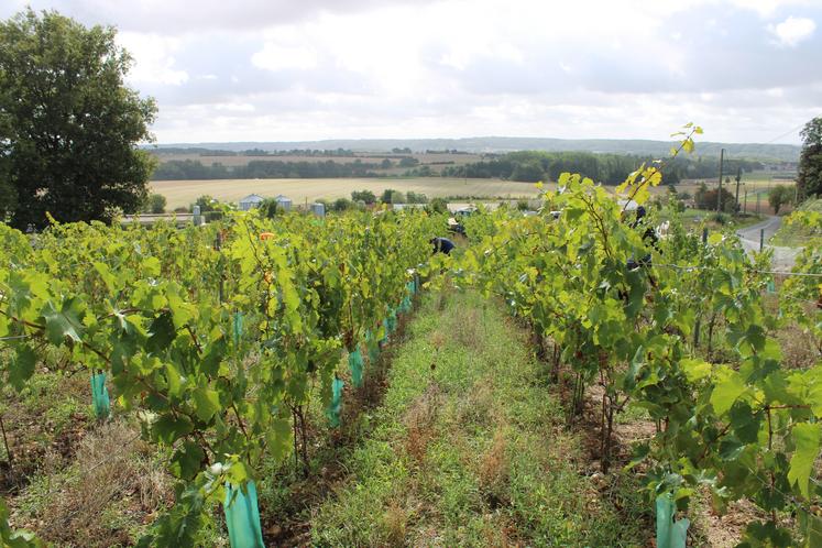 Charles-Albert Houtart, référent viticulture-œnologie des Chambres d'agriculture de Normandie, est intervenu pour appréhender les attentes des vignerons normands sur le terrain.