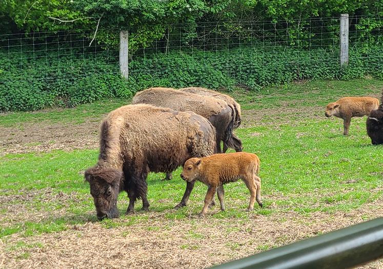 Les bisons partagent environ 100 hectares avec les daims. "Ils ont leur caractère et peuvent être très dangereux mais il faut tout de même un certain pallier pour les énerver."