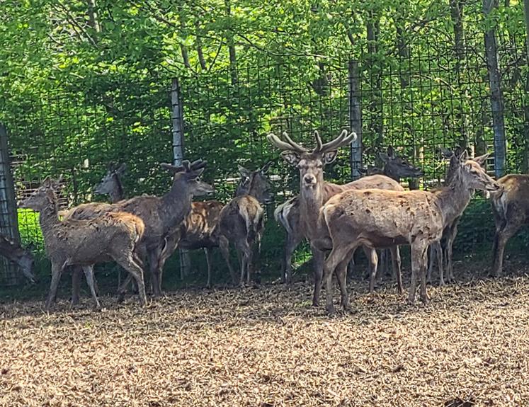 Le parc compte près de 40 cerfs et 90 biches.