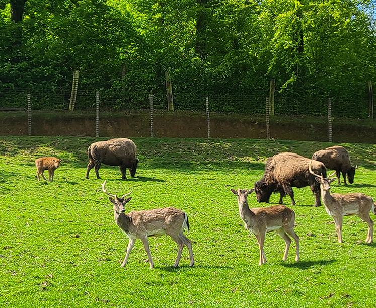 "Nos bisons sont dans le même espace que nos daims puisqu'ils ont tendance à tuer pour s'amuser. Le daim, lui, court suffisamment vite pour échapper aux bisons."