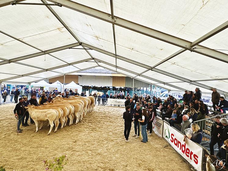Concours interrégional Grand Ouest de blondes d’Aquitaine. 53 éleveurs ont soumis leurs animaux aux jugements de Peter Thissen et Thierry Bouas.