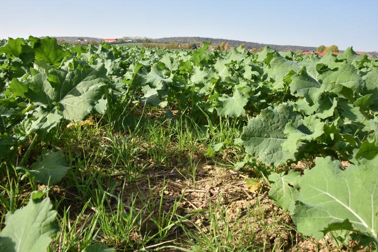 Présence de vulpins dans un champ de colza au stade 4 feuilles.