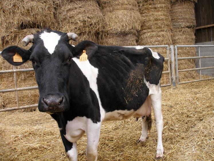 Les animaux peuvent très vite maigrir et devenir une non-valeur économique avant d'en mourir.