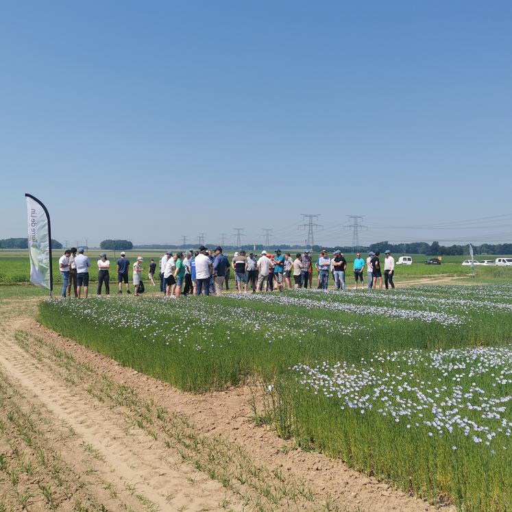 Visite des essais Terre de Lin sur la plateforme d'Ermenouville.