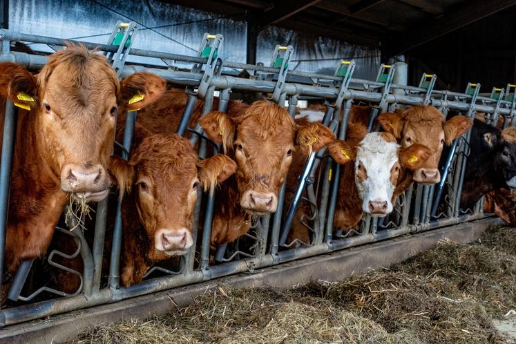 À terme, l'abattoir doit se doter d'un atelier de découpe et de conditionnement, pour le groupe mais aussi en prestation.