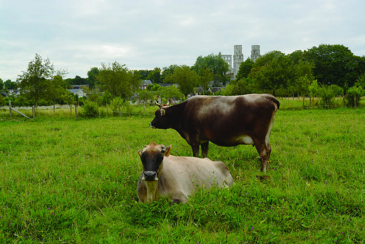 L'éleveur élève principalement des jersiaises. " Ce sont d'excellentes laitières ; leur lait est concentré, parfait pour faire du fromage."