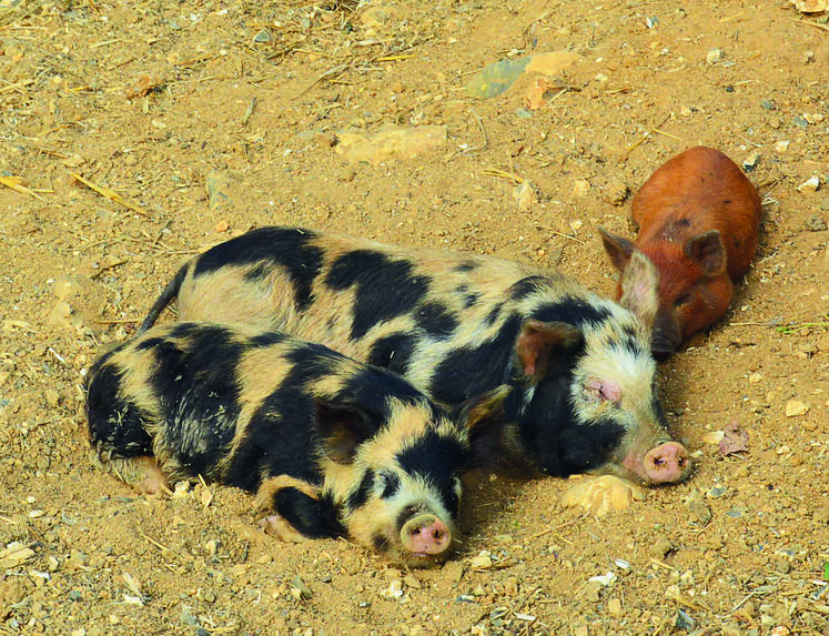 Les petits animaux aident les personnes handicapées à développer leur motricité et leur sens du toucher.