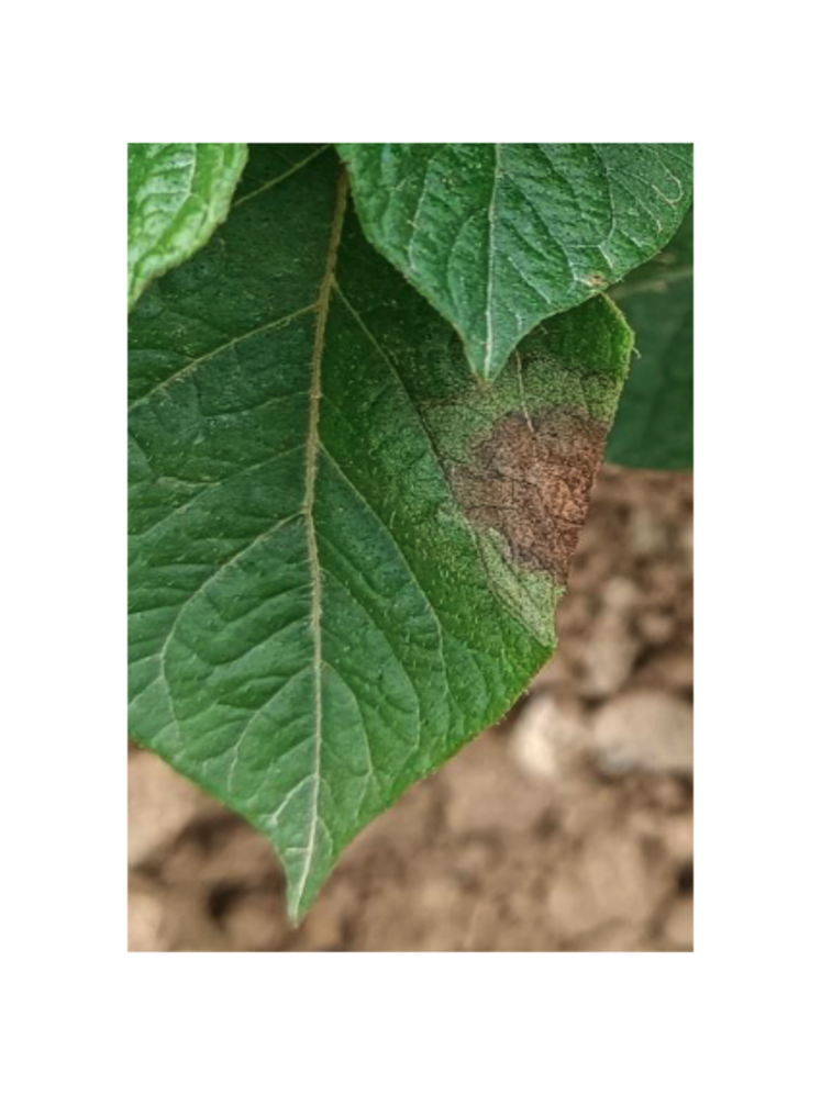 Exemple de mildiou sur une feuille de pomme de terre.