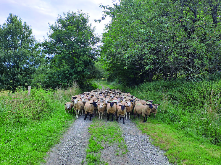 Rentrer en bergerie des agneaux d'herbe est toujours délicat.