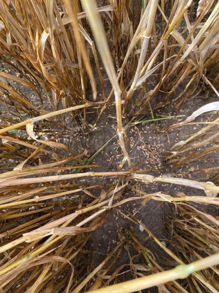 Les grains de blé au sol sont nombreux.