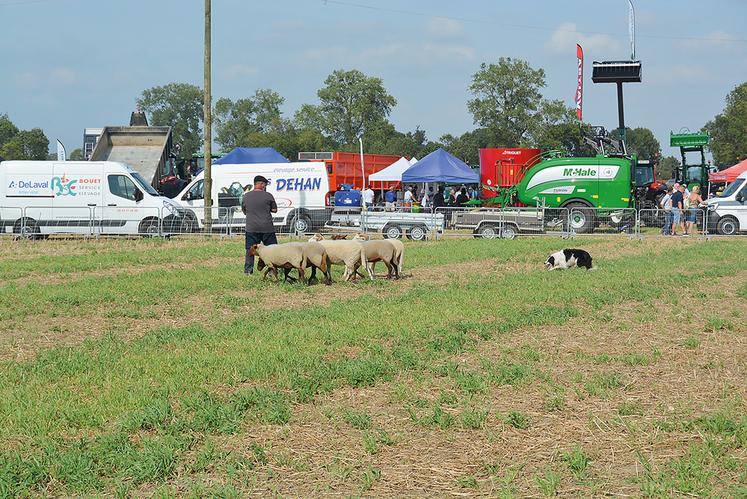 Démonstration de chien de berger.