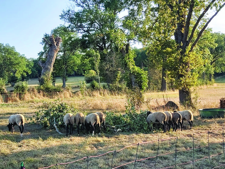 Comptez 5 kg de branches par brebis et par jour en plus du foin à volonté.