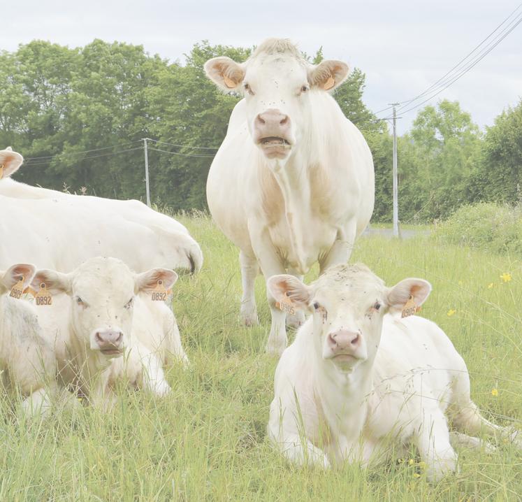 Charolais en pré à la Ferté-Saint-Samson.