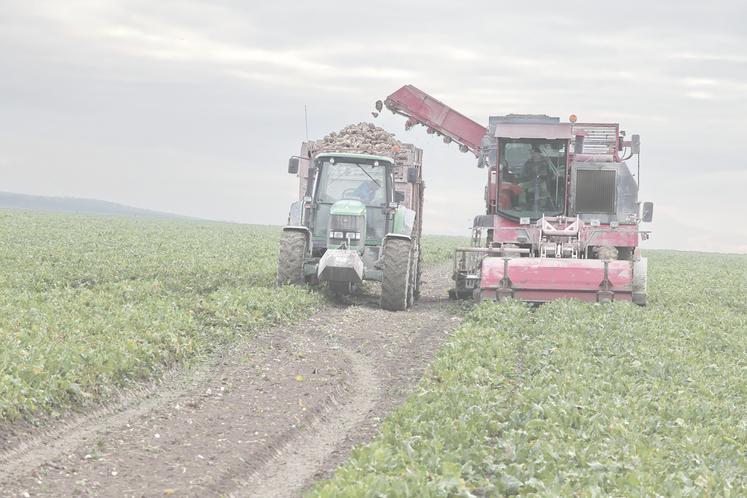 Les arrachages de betteraves ont commencé le 2 septembre dans le département.