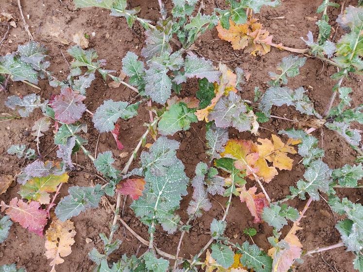 Une bonne nutrition minérale du colza à l’automne permet sa croissance continue jusqu’à l’hiver.