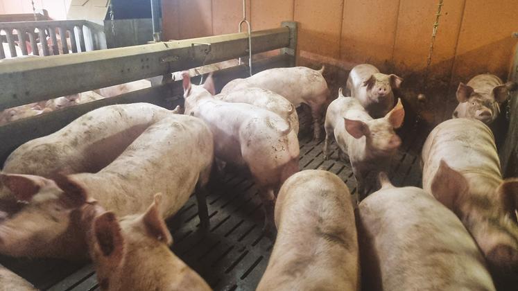 « En termes de pénibilité du travail, l’arrêt de la castration est un vrai plus », souligne l’éleveur.