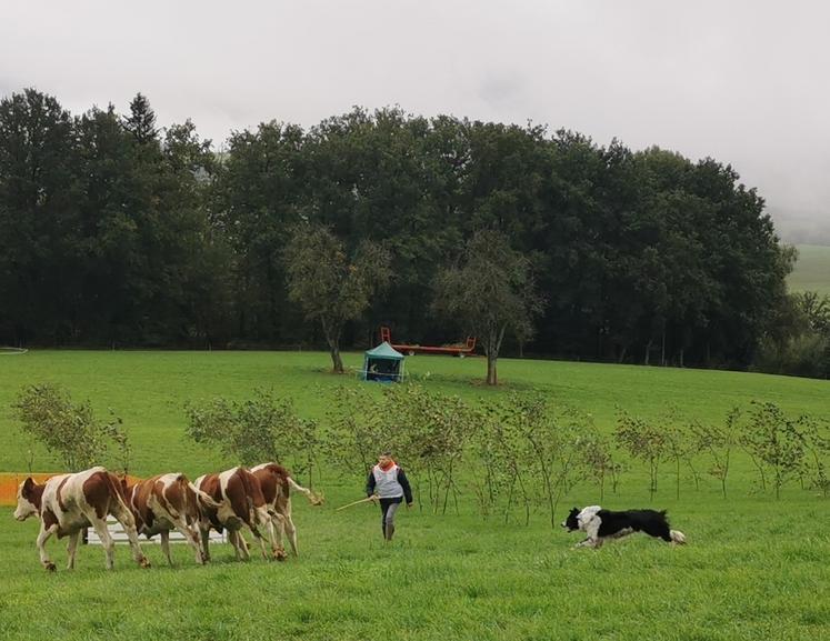 Le chien de conduite est un prédateur pour les bovins.