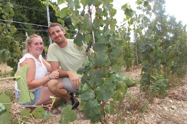 Octobre 2022. Les premières vendanges en vert.