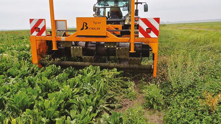 L’arracheuse Tig’air est composée d’un gros cylindre qui a pour but de rabattre les tiges des mauvaises herbes sur les rouleaux arracheurs.